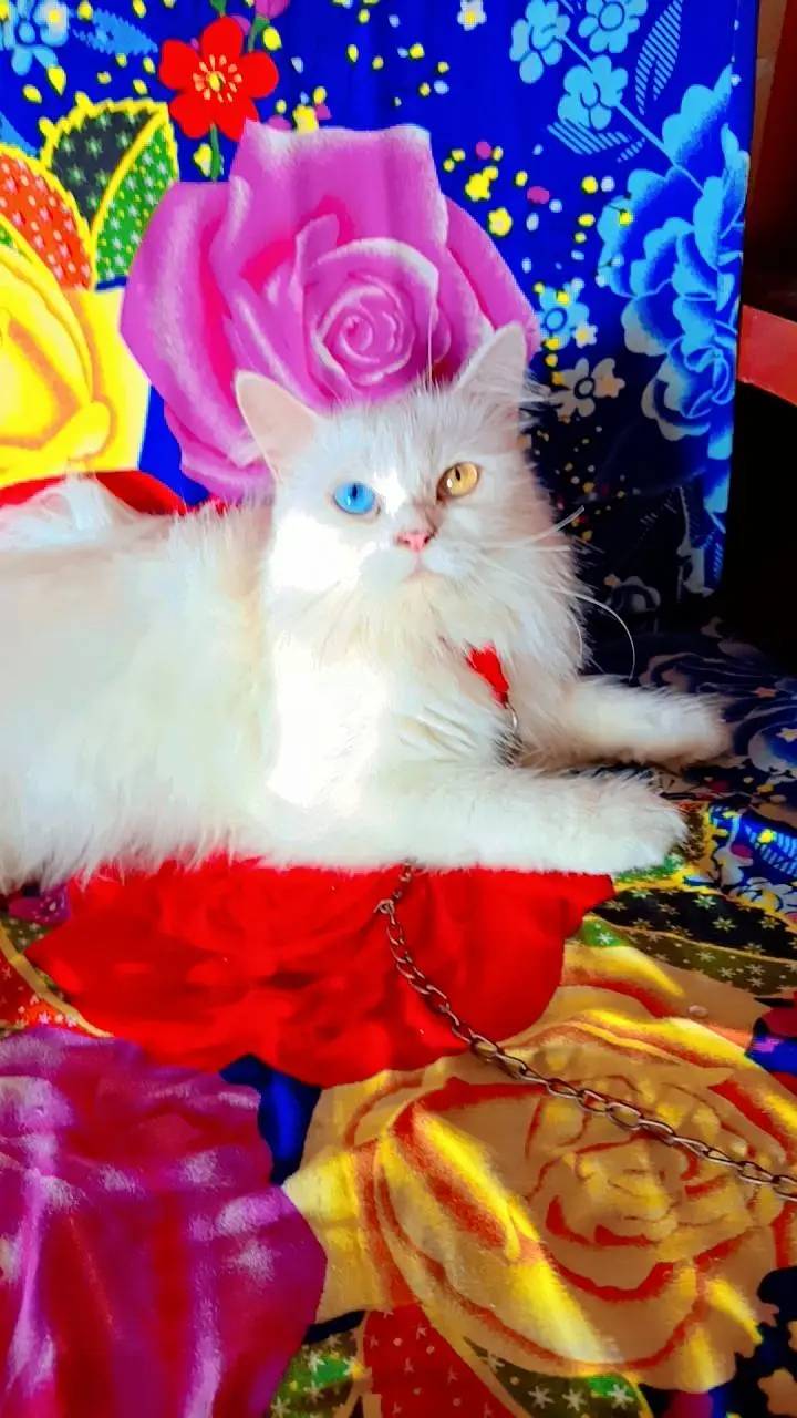 cat for sale — photo 3