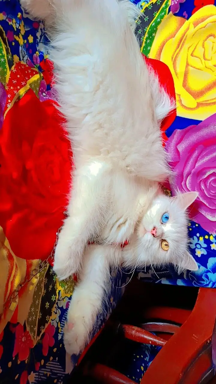 cat for sale — photo 4
