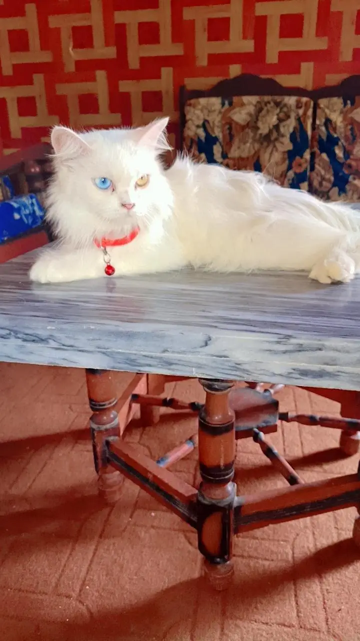 cat for sale — photo 5