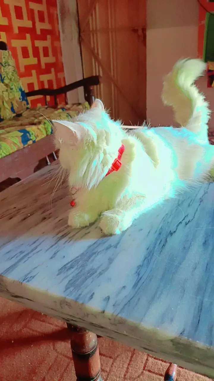 cat for sale — photo 6
