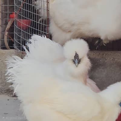 whitsilkie and fancy buff