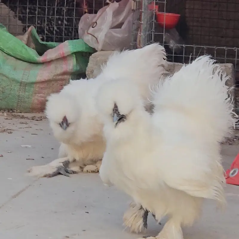 whitsilkie and fancy buff — photo 2