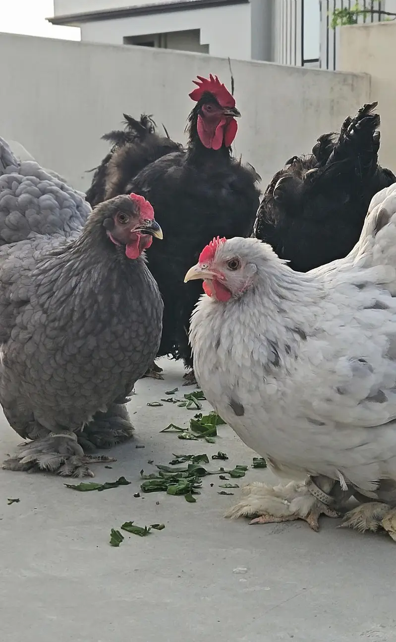 whitsilkie and fancy buff — photo 3