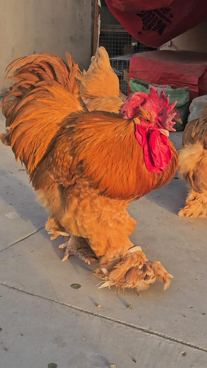 whitsilkie and fancy buff — photo 4