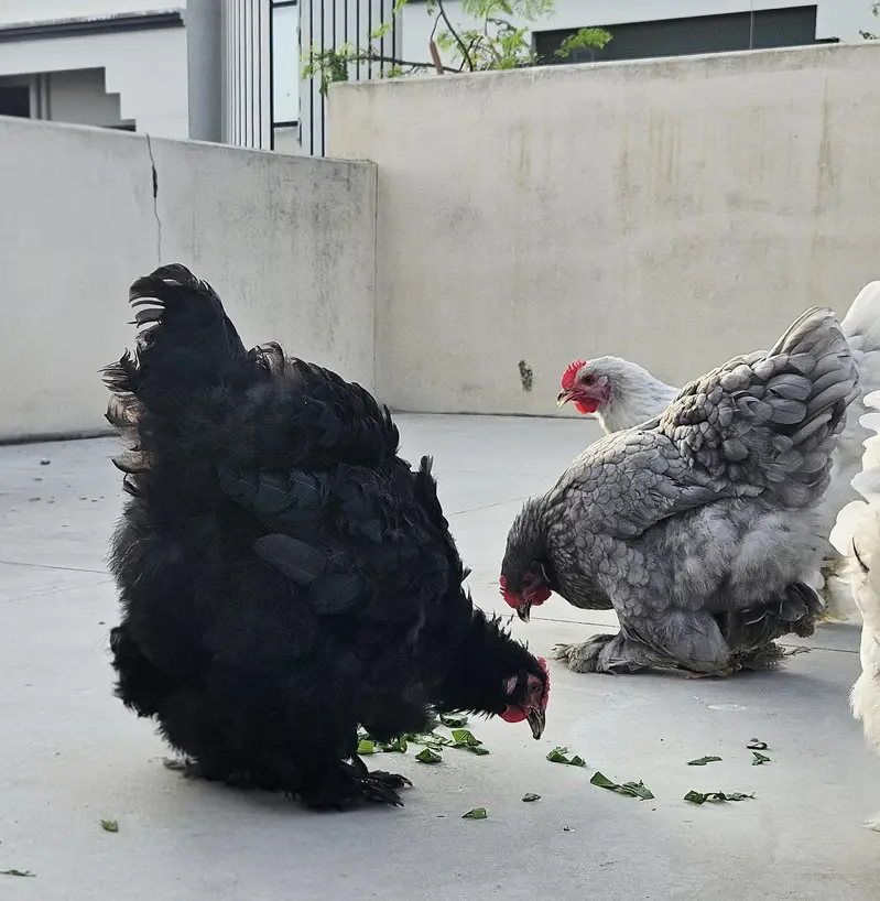 whitsilkie and fancy buff — photo 6