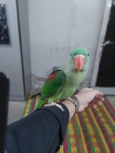 raw parrot baby 8 months full tamed no bite