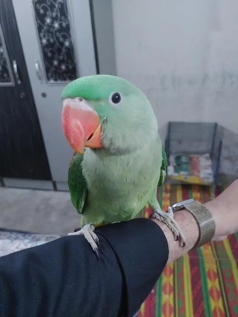 raw parrot baby 8 months full tamed no bite — photo 2