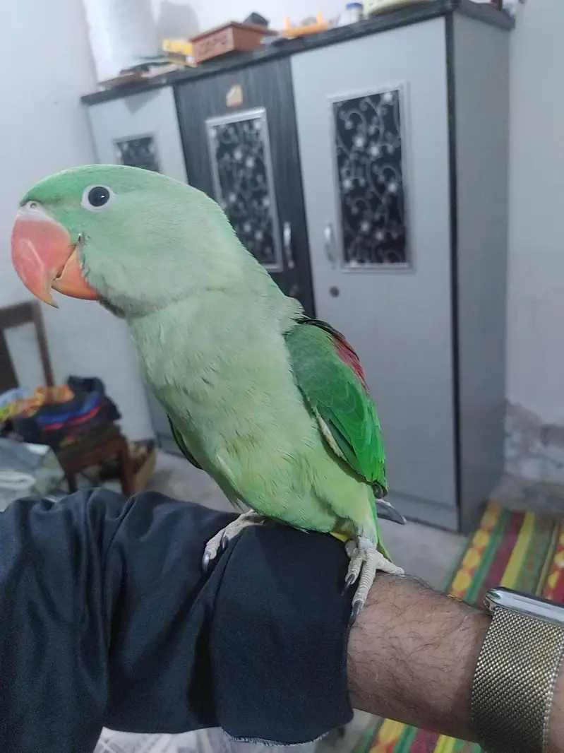 raw parrot baby 8 months full tamed no bite — photo 3