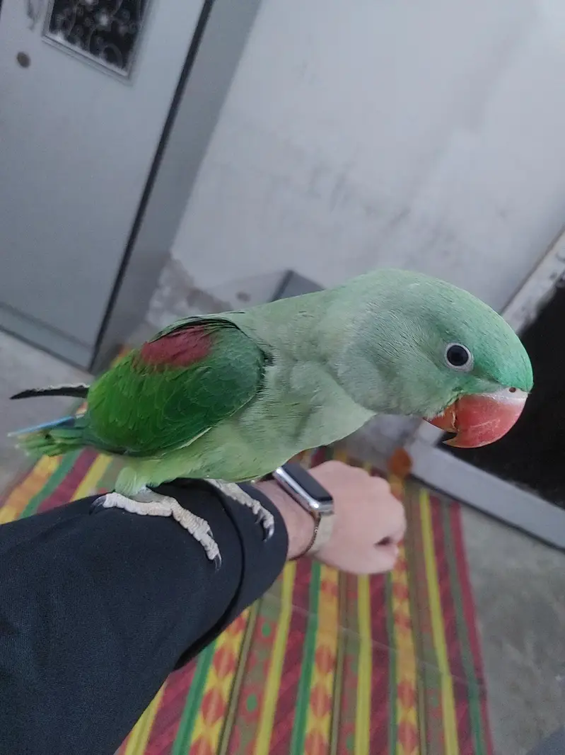 raw parrot baby 8 months full tamed no bite — photo 4