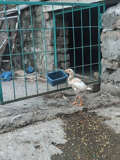 High Quality Aseel Heera  Chicks