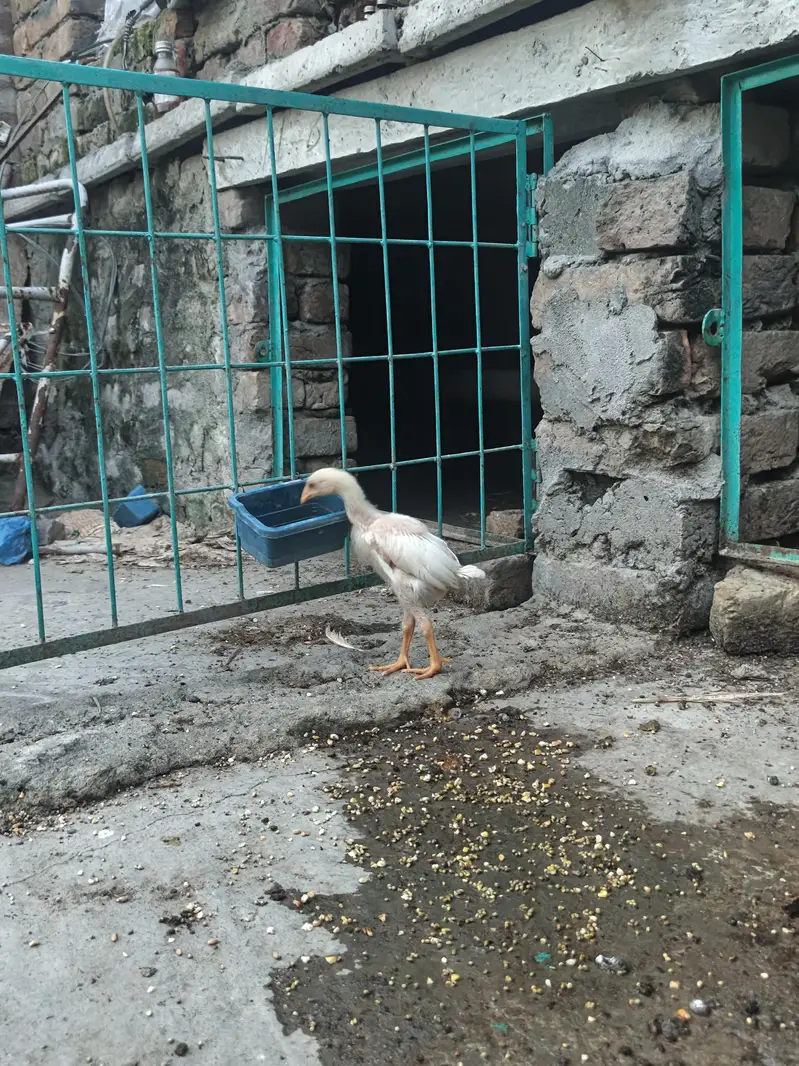 High Quality Aseel Heera  Chicks — photo 2