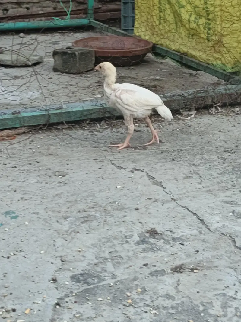 High Quality Aseel Heera  Chicks — photo 3