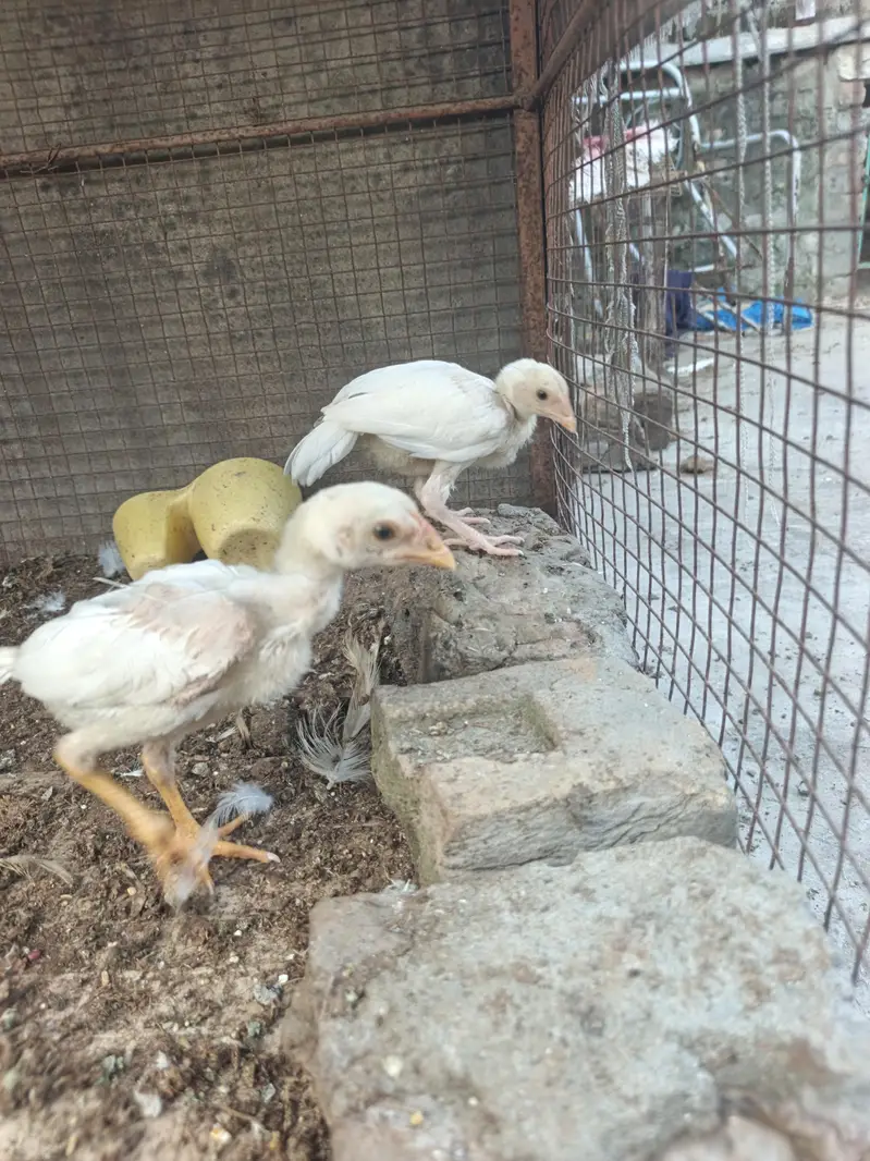 High Quality Aseel Heera  Chicks — photo 4
