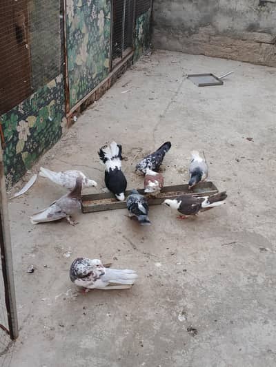 sharazi pigeons