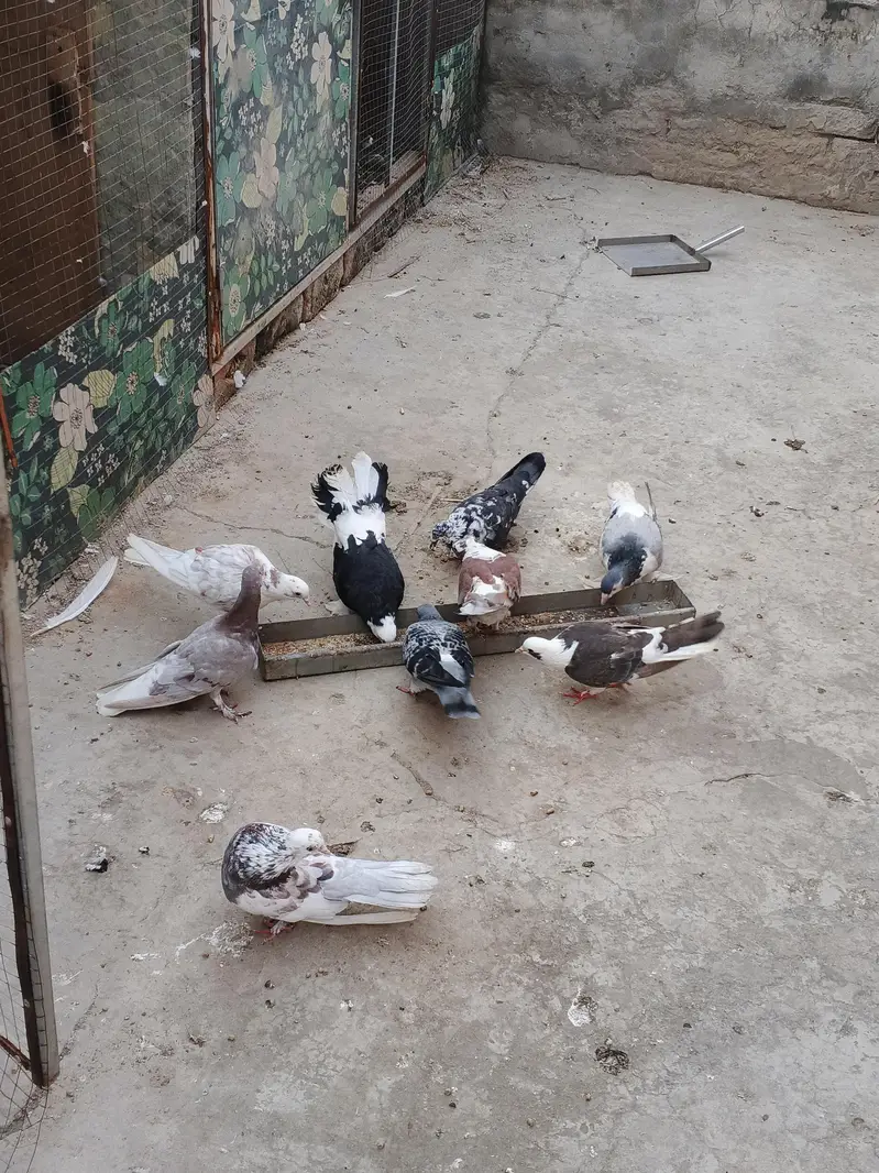 sharazi pigeons