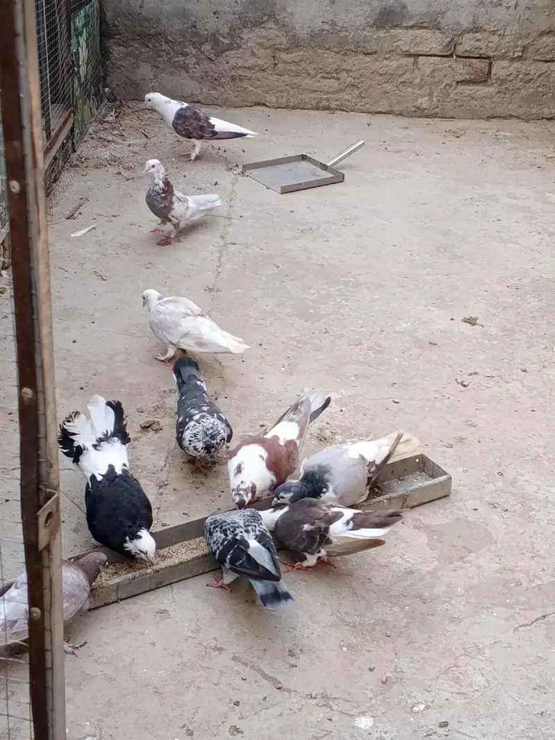 sharazi pigeons — photo 2