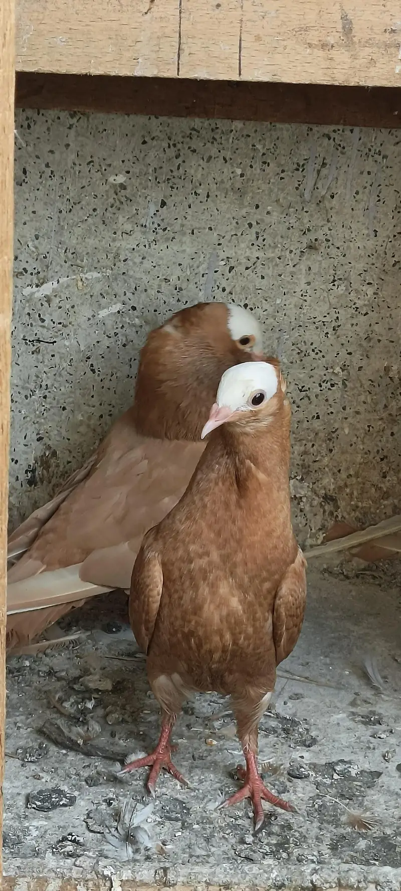 Mukhi German all 18000 — photo 2