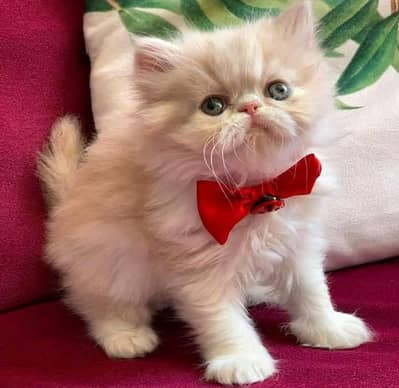 person cat for sale