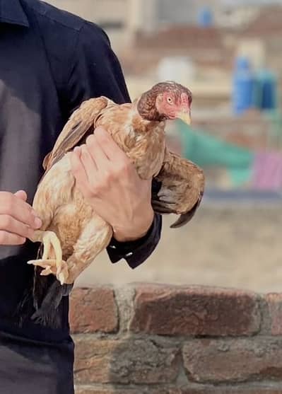 Hen selling