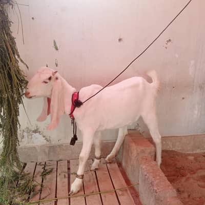 BAKRA