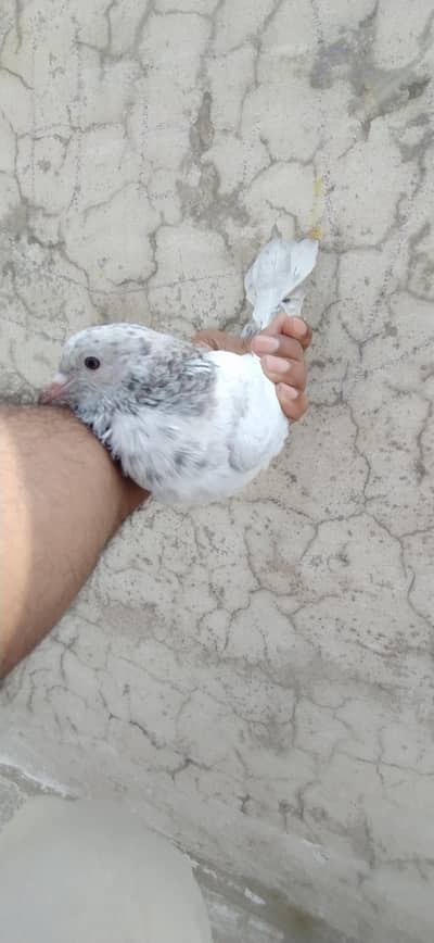sleeta teddy chapra for sale. 5. pes