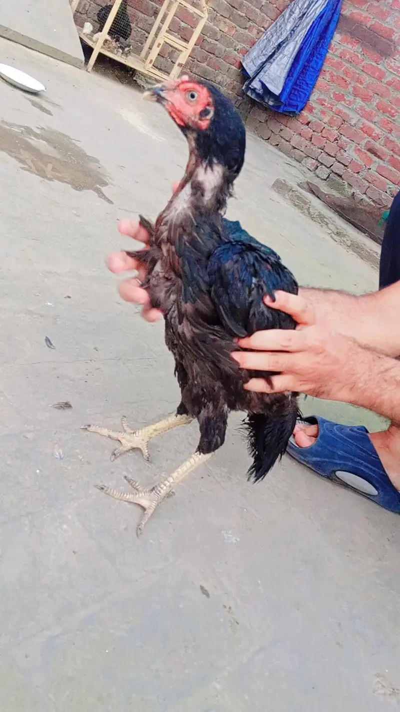 Aseel pathy pathian for sale — photo 9