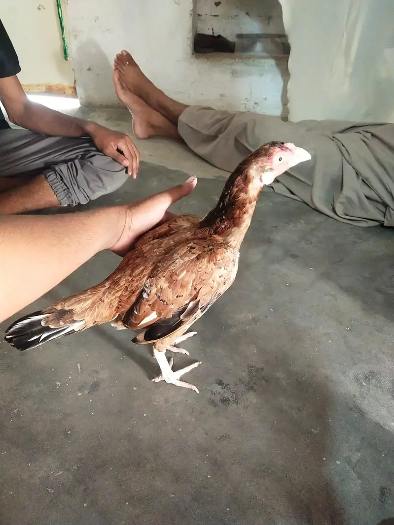 aseel murge — photo 3