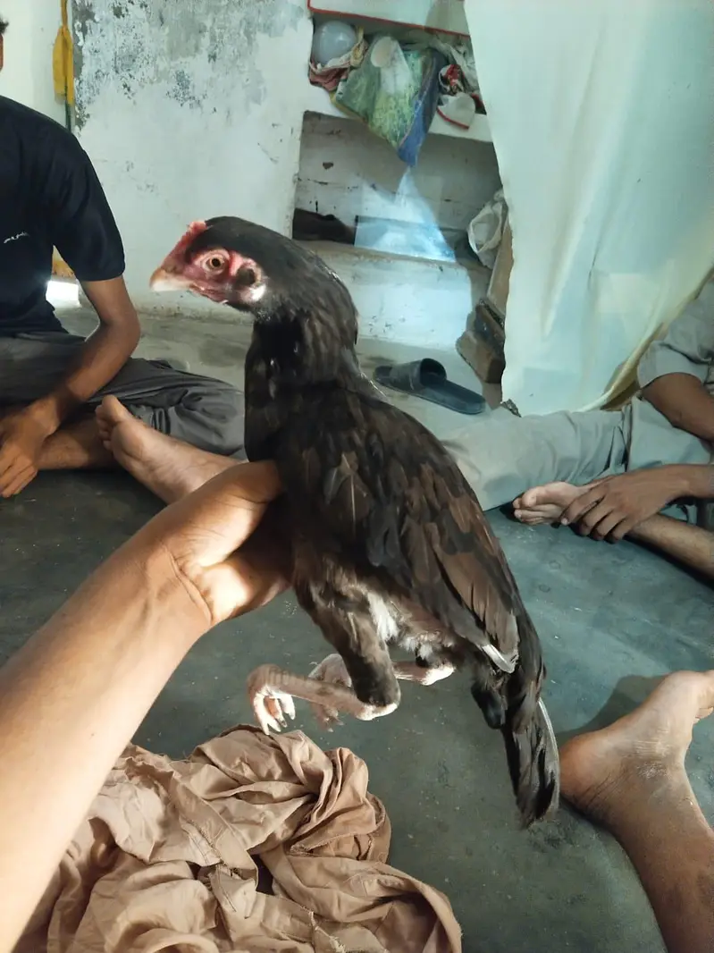 aseel murge — photo 4