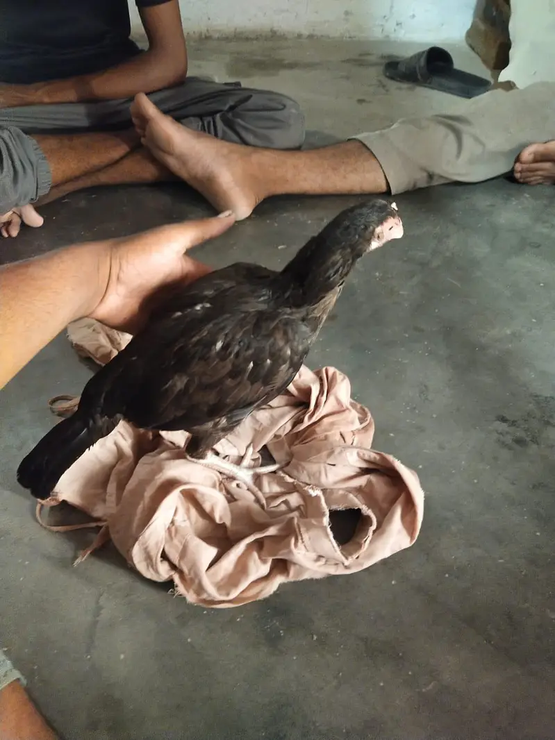 aseel murge — photo 5