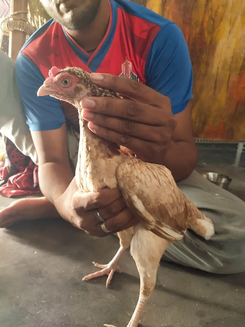 aseel murge — photo 7