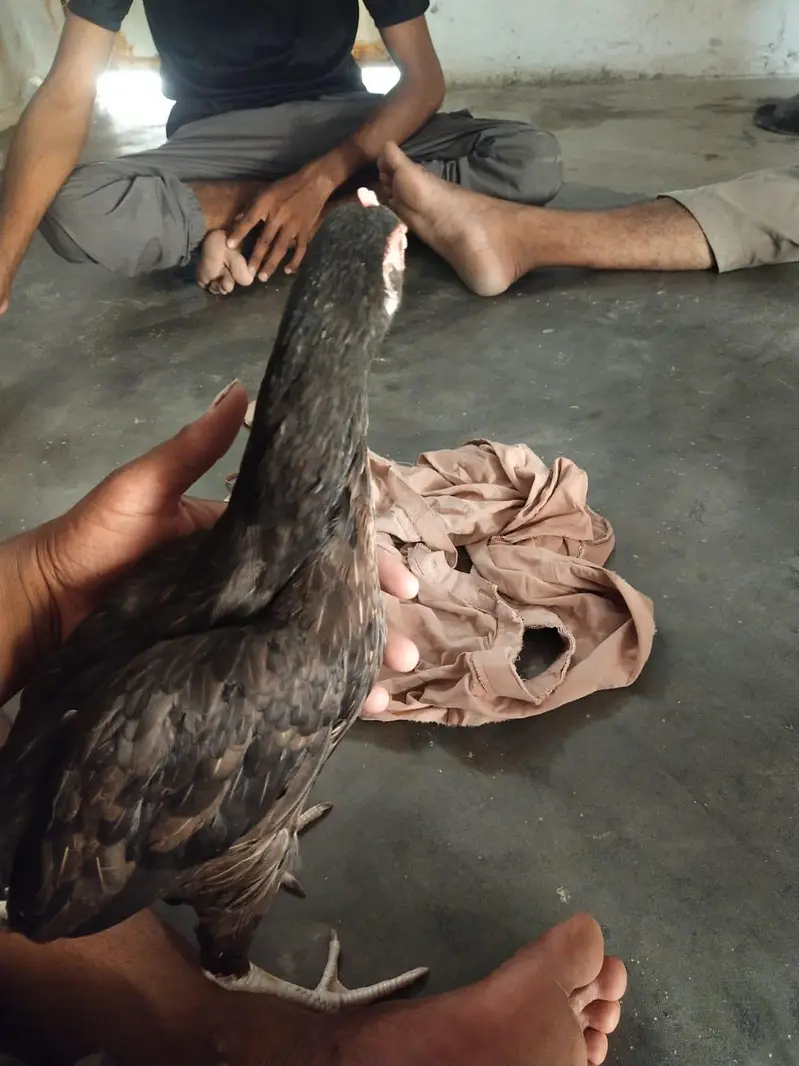 aseel murge — photo 10
