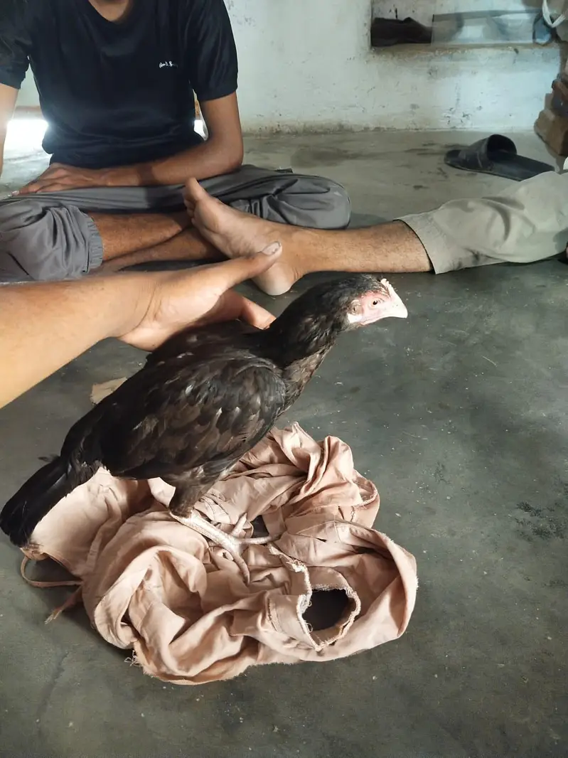 aseel murge — photo 11