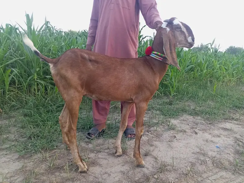 Path for sale 40 din ki cross — photo 2