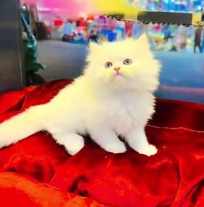 person cat for sale