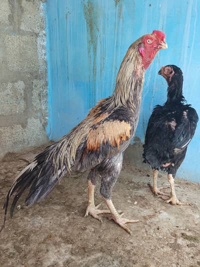 indian parrot break male and qandhari paroot