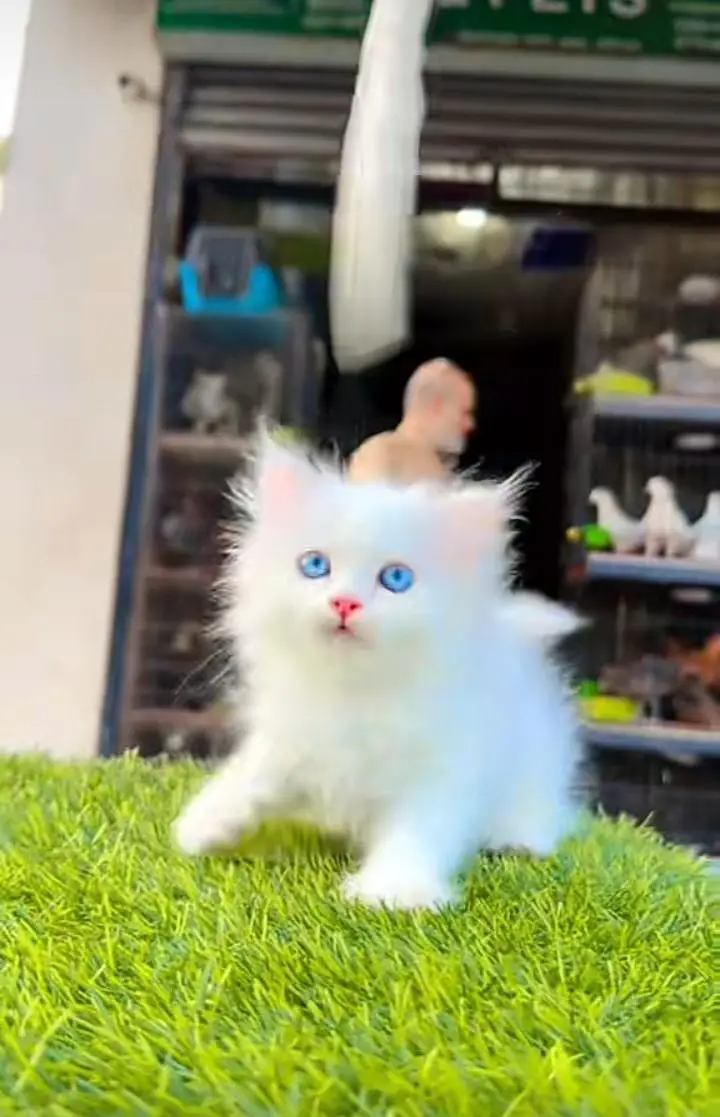 Persian kitten triple cot. for sale my WhatsApp:03440066156 — photo 2