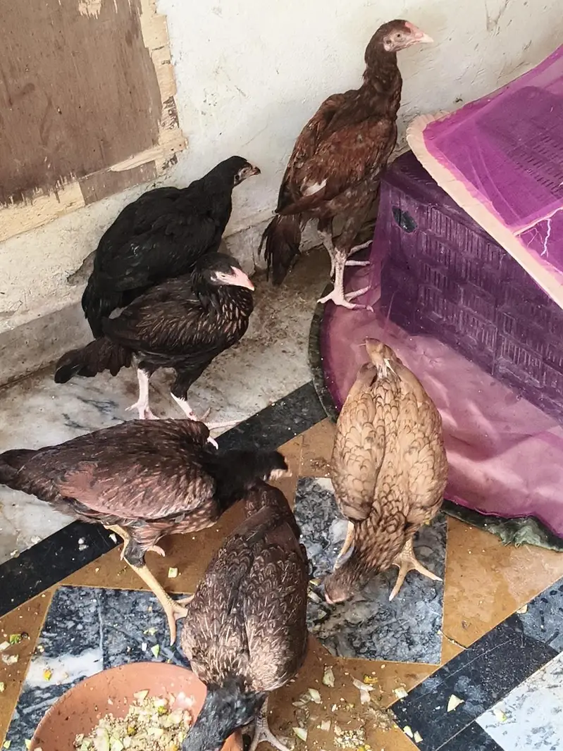 aseel morgiya morgay 4sall — photo 2