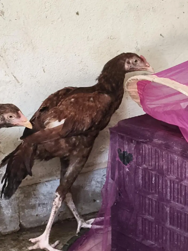 aseel morgiya morgay 4sall — photo 4