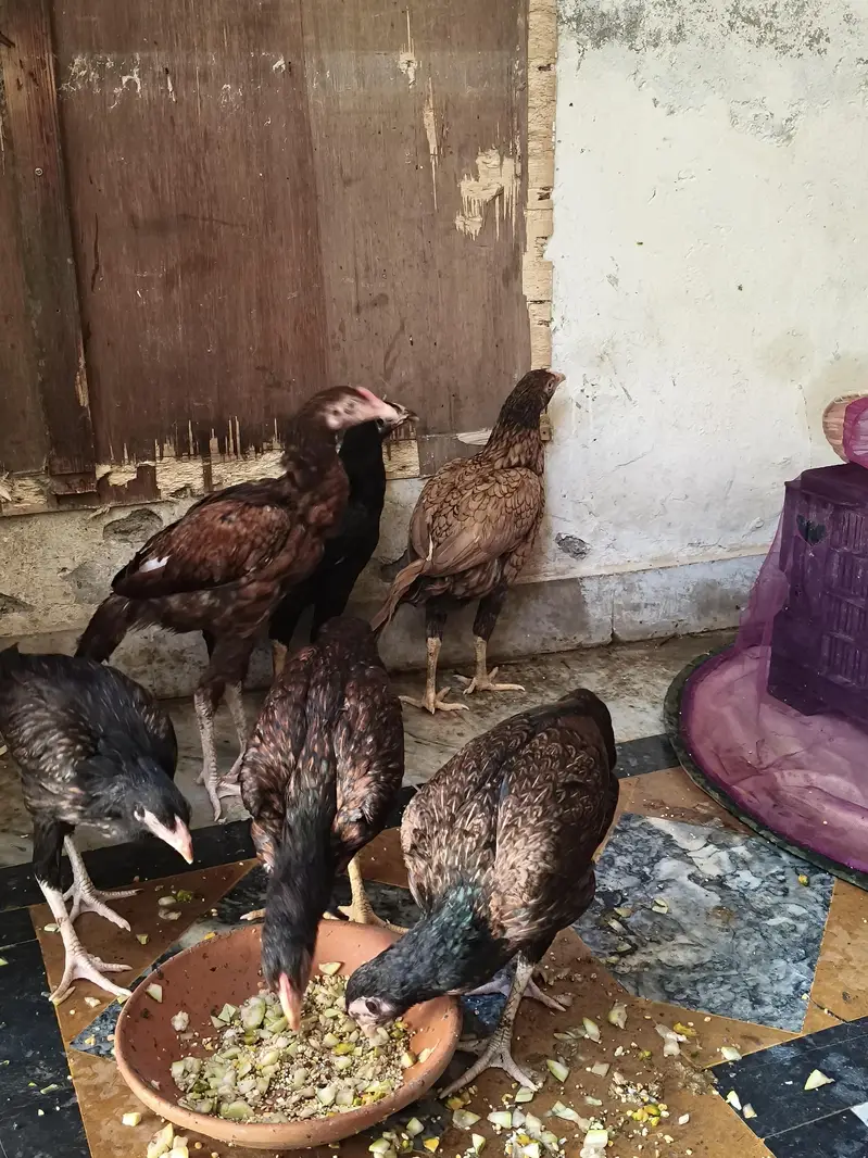 aseel morgiya morgay 4sall — photo 5