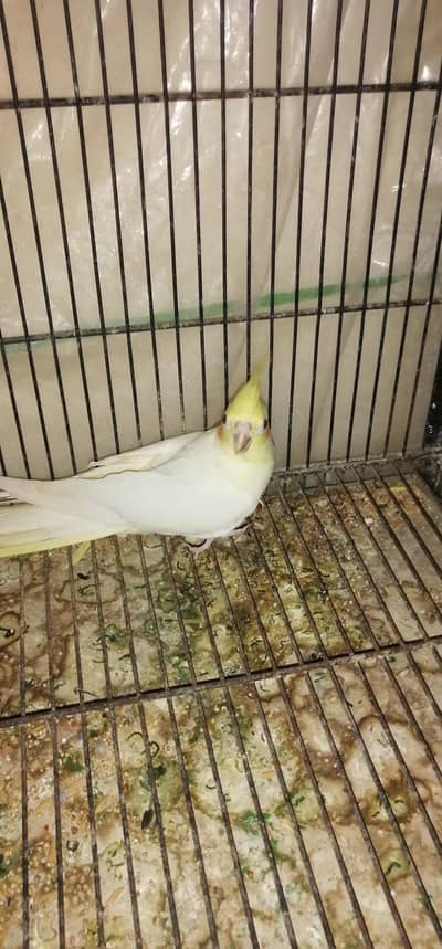 breeder mal ha all ok ha what's app 03003533632 pa rabta kara