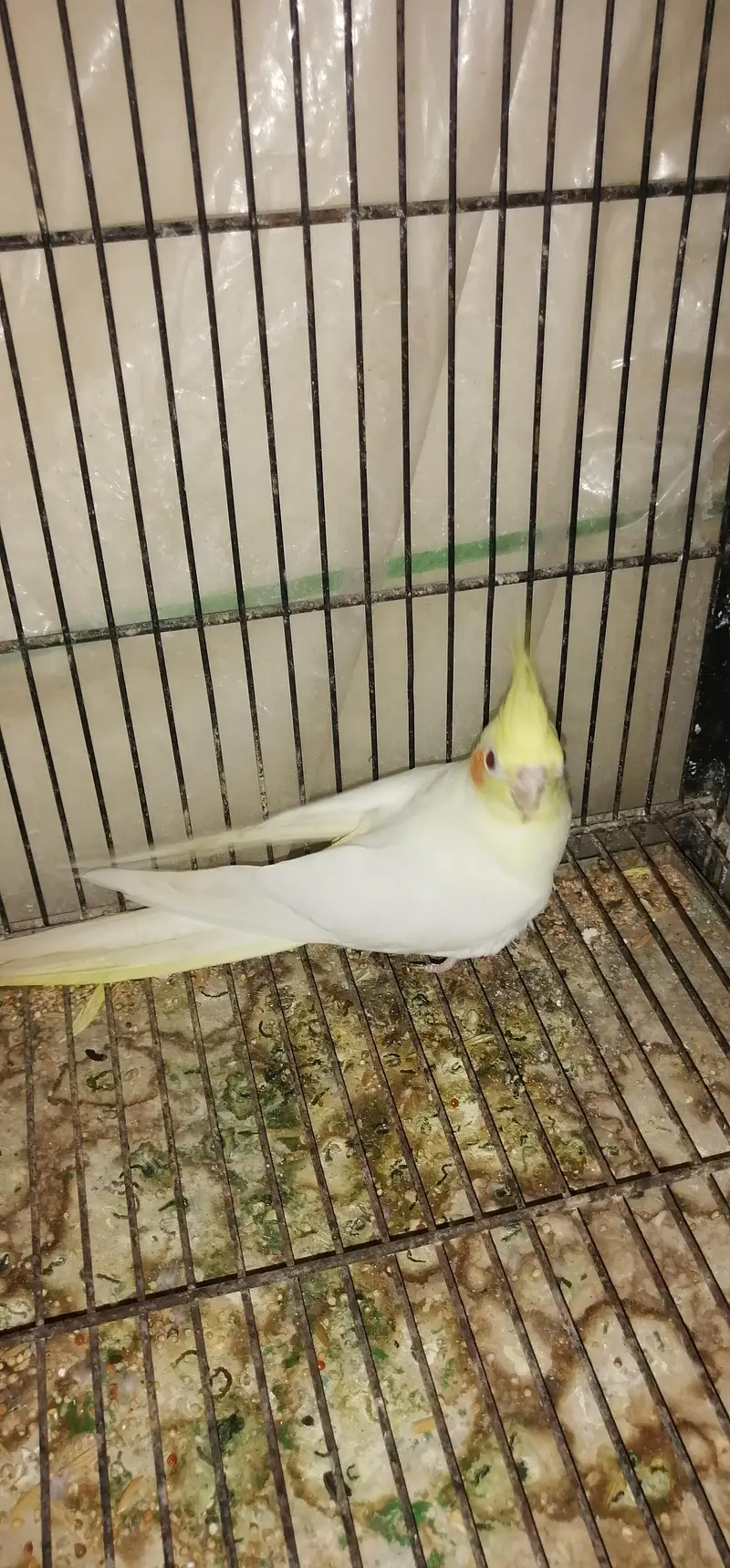 breeder mal ha all ok ha what's app 03003533632 pa rabta kara — photo 2