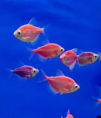 Fish and aquarium Munseeb price 03104016778 — photo 2