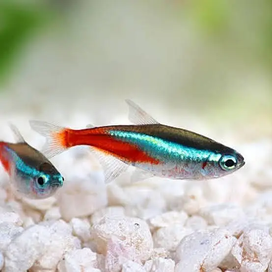 Fish and aquarium Munseeb price 03104016778 — photo 4