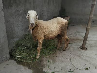 Mundra male sheep 6 moth ka for sale. . healthy ghr ka pla hoa. .