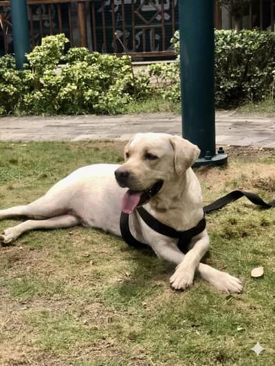 British labrador pure breed