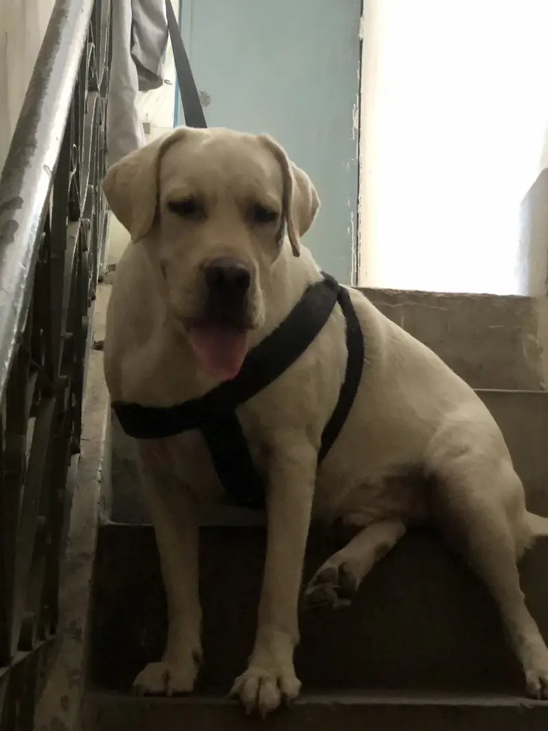 British labrador pure breed — photo 2