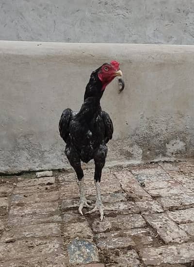 Pakistani Aseel Rooster for Sale