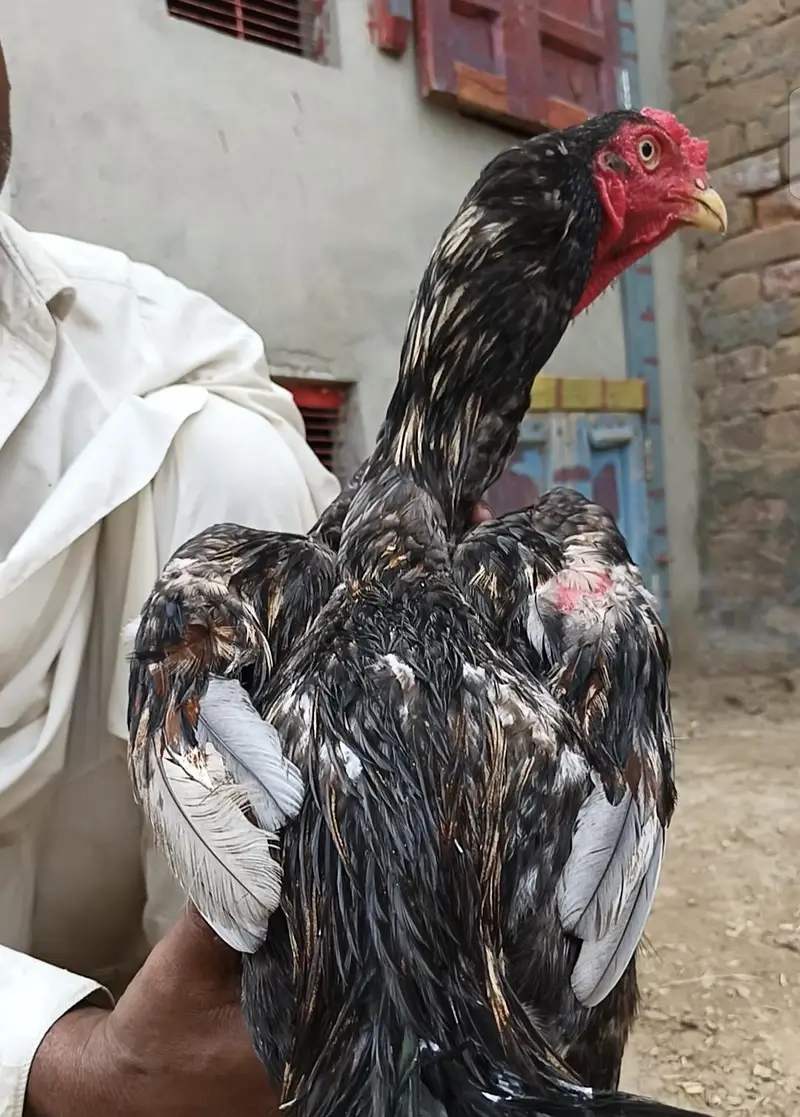 Pakistani Aseel Rooster for Sale — photo 2