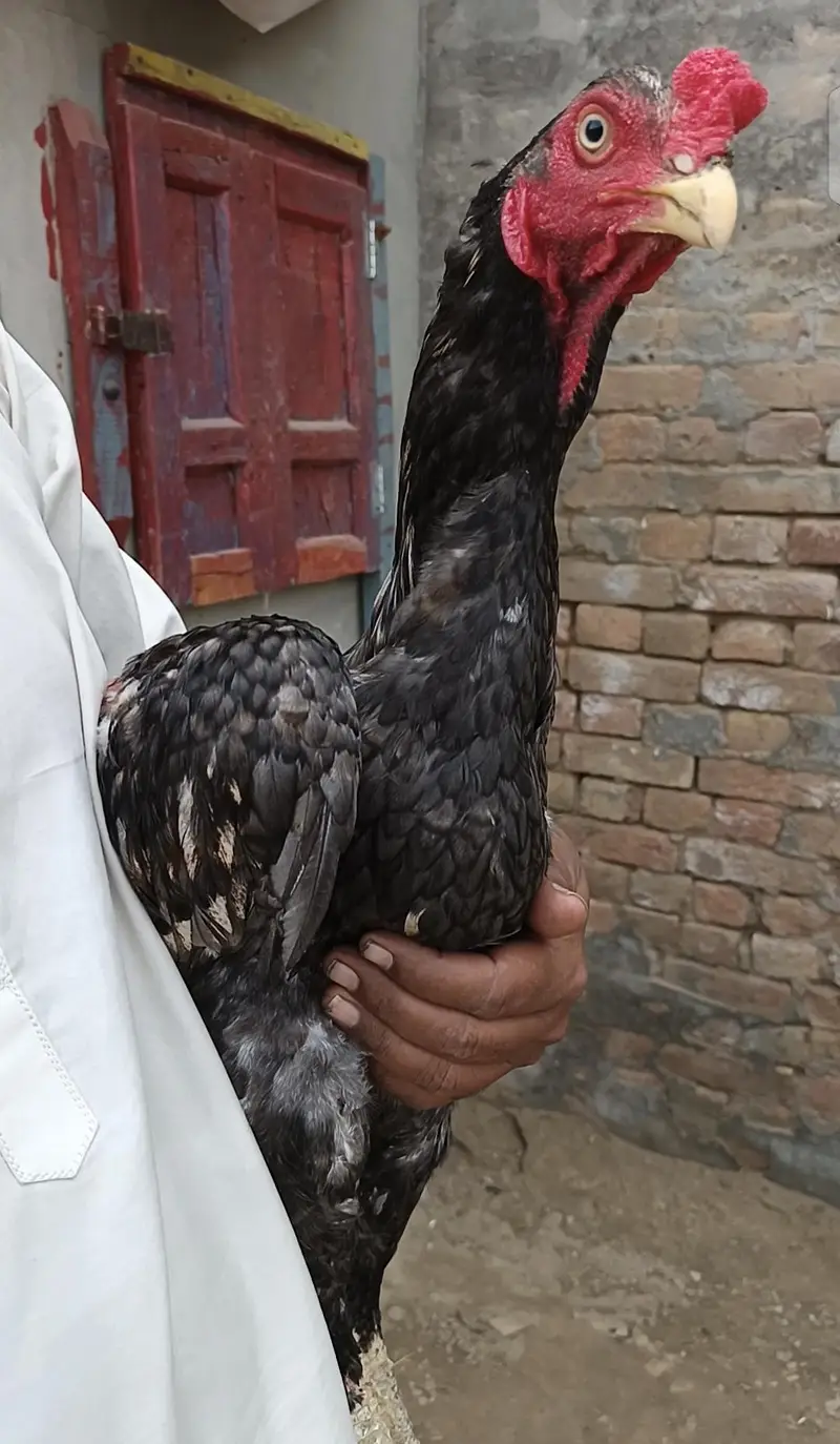 Pakistani Aseel Rooster for Sale — photo 3
