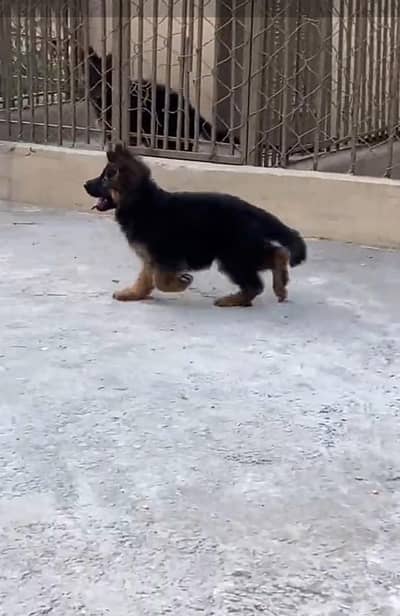 German Shepherd long coat puppies for sale my WhatsApp 03440066156